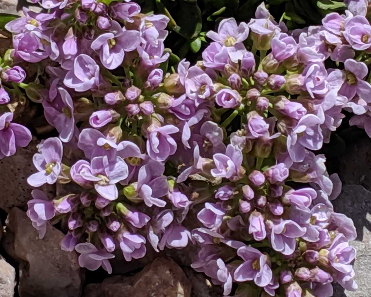 Noccaea rotundifolia (ex Thlaspi rotundifolium)